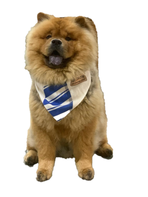 Molly's dog