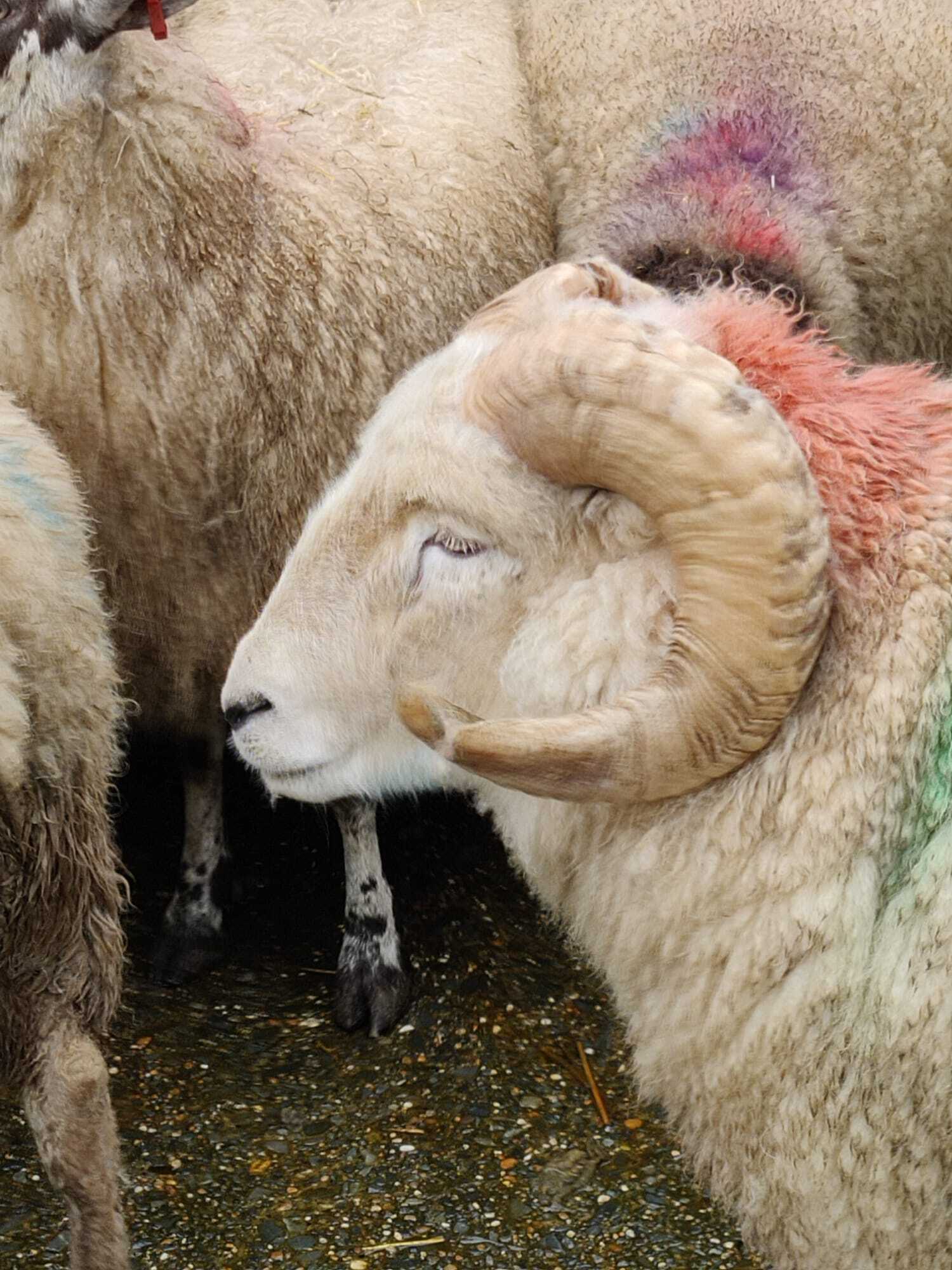 South Molton Market Report 29th February 2024 Stags Estate Agents