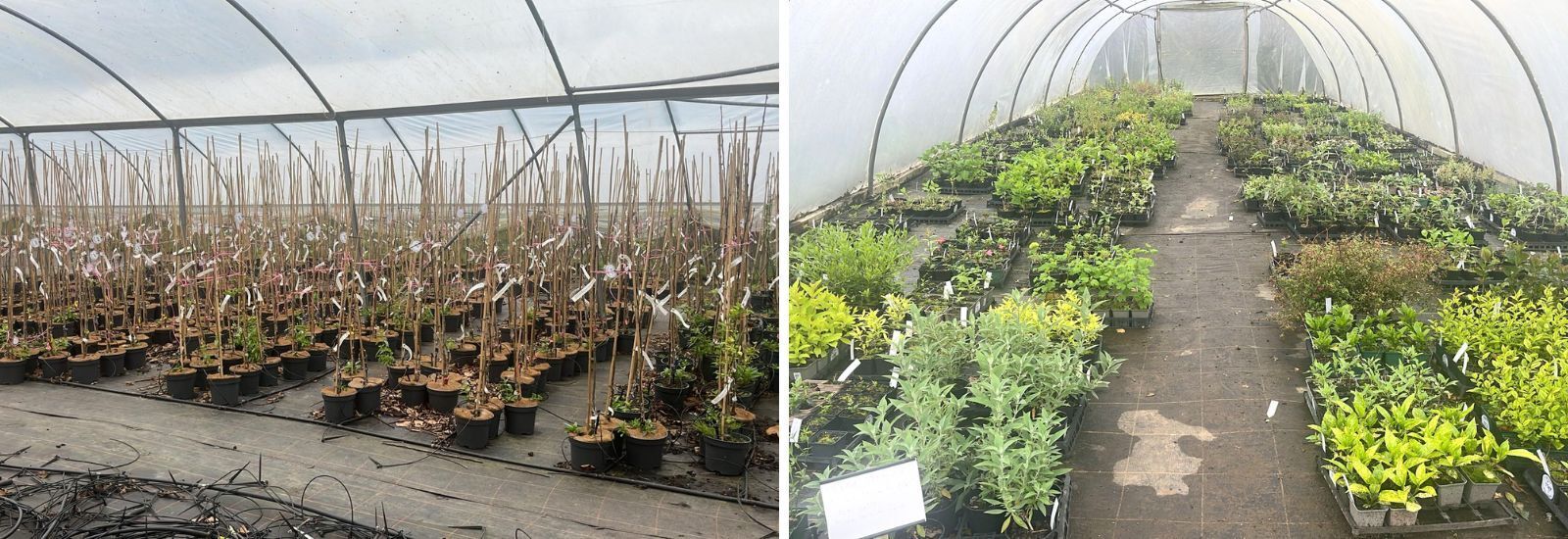 full dispersal sale of Endsleigh Garden Nurseries in West Devon saw a complete sale of the nursery equipment, shop and contents along with the stock of over 10,000 trees and shrubs