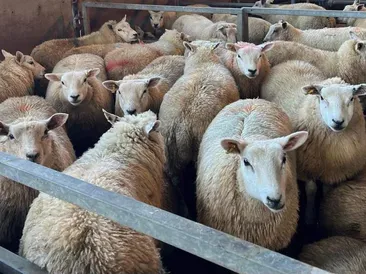 South Molton Market Report 19th September 2024