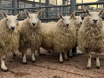 South Molton Market: Thursday 17th October 2024