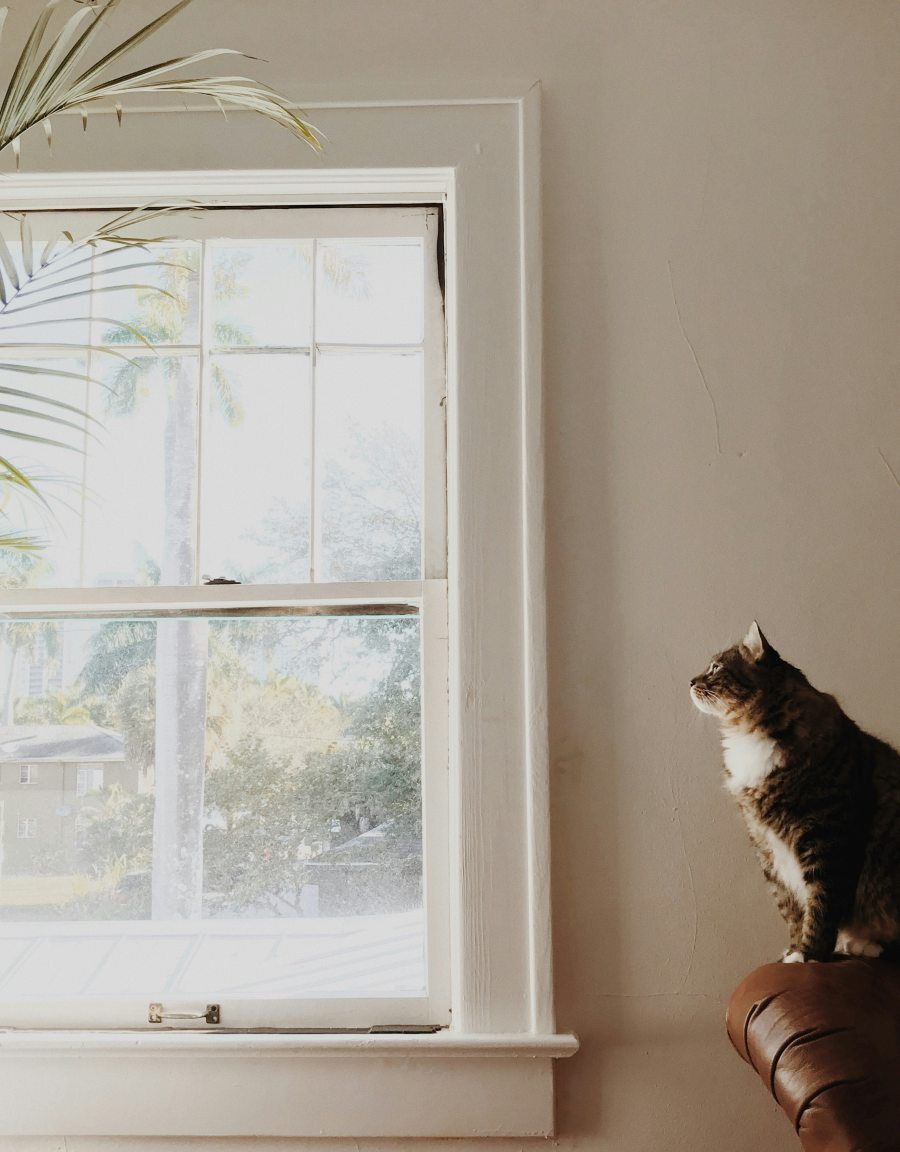 cat by window