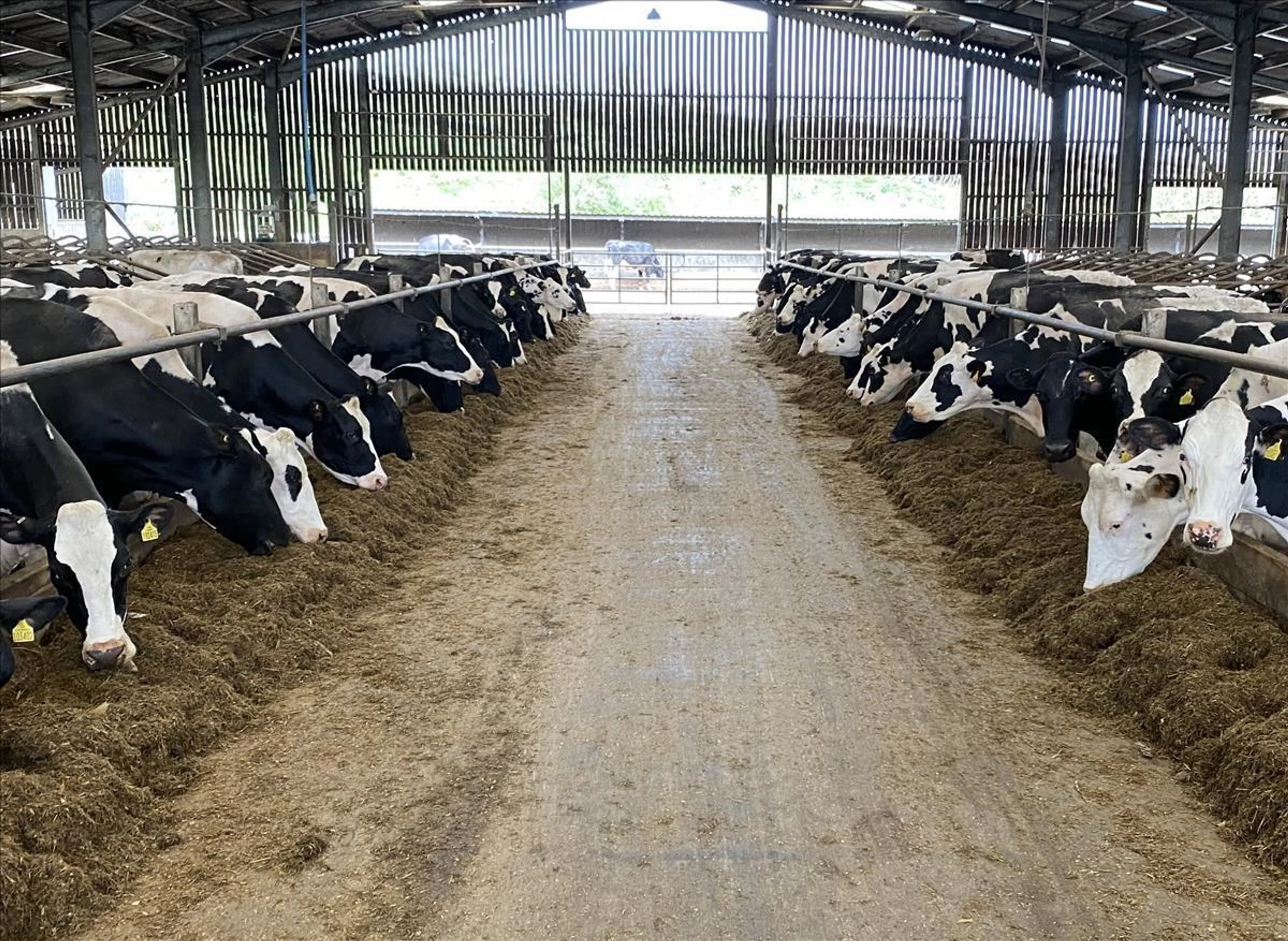 Dispersal sales cows