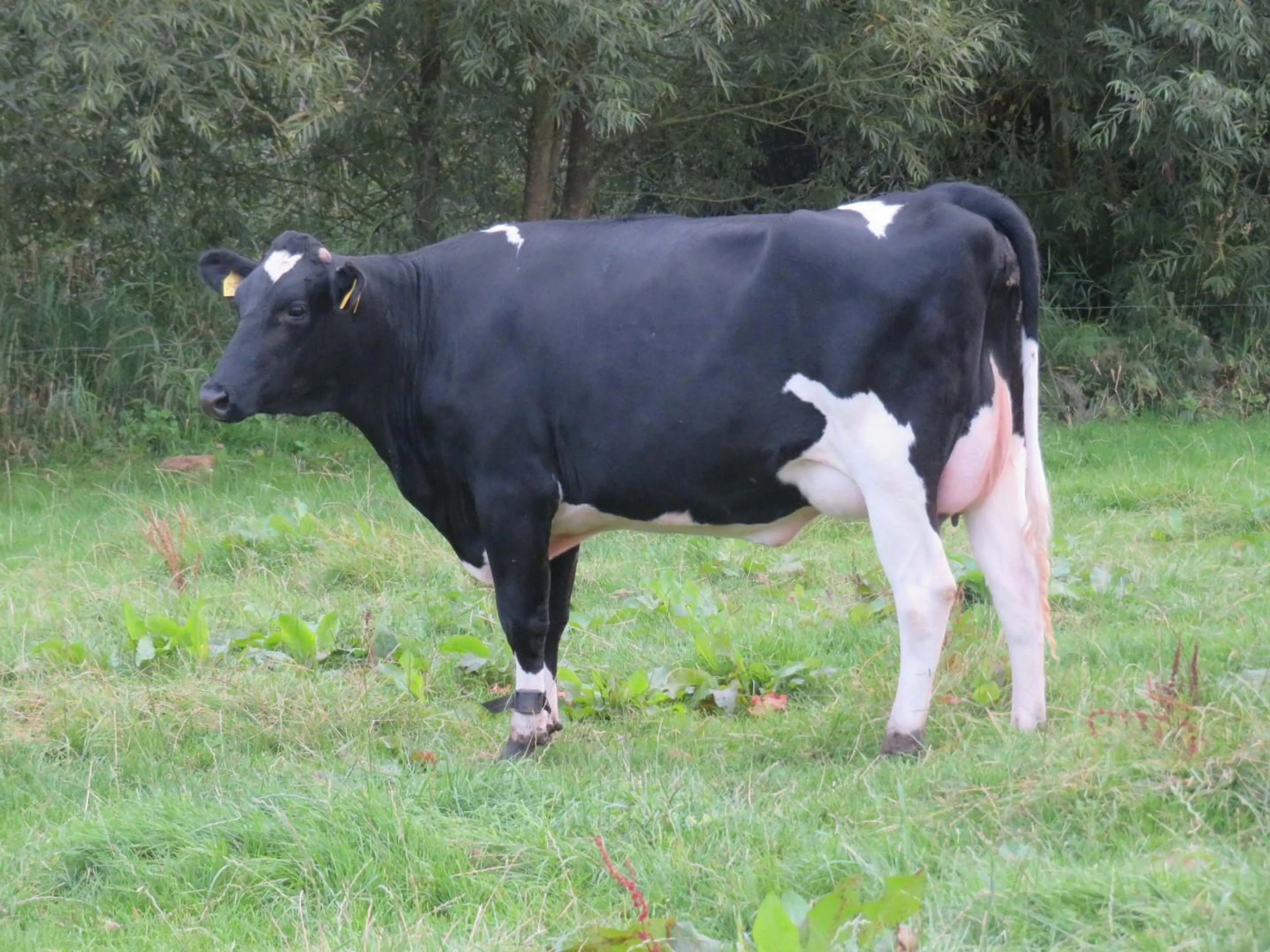 102 dairy cows