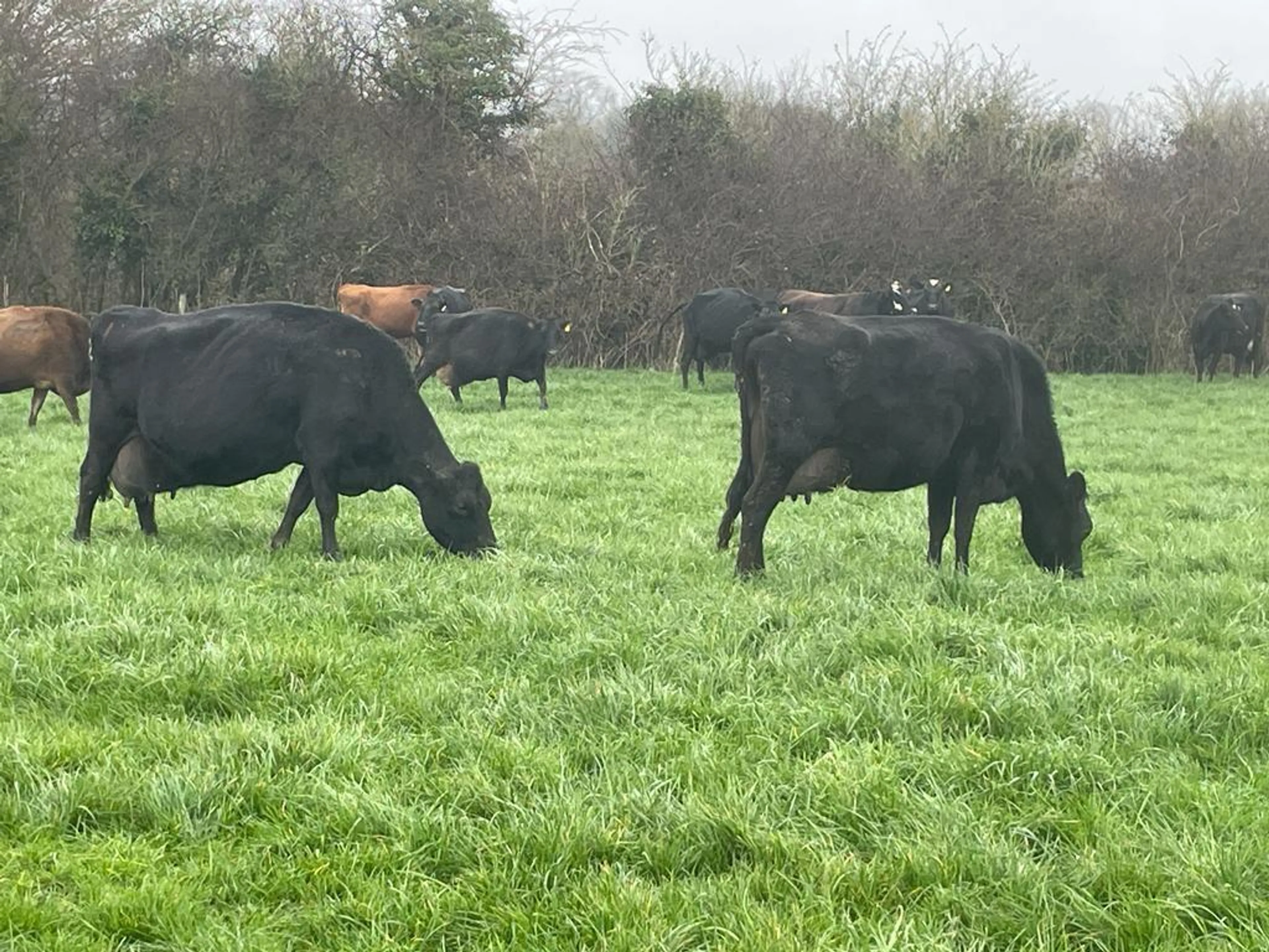 Herd dispersal