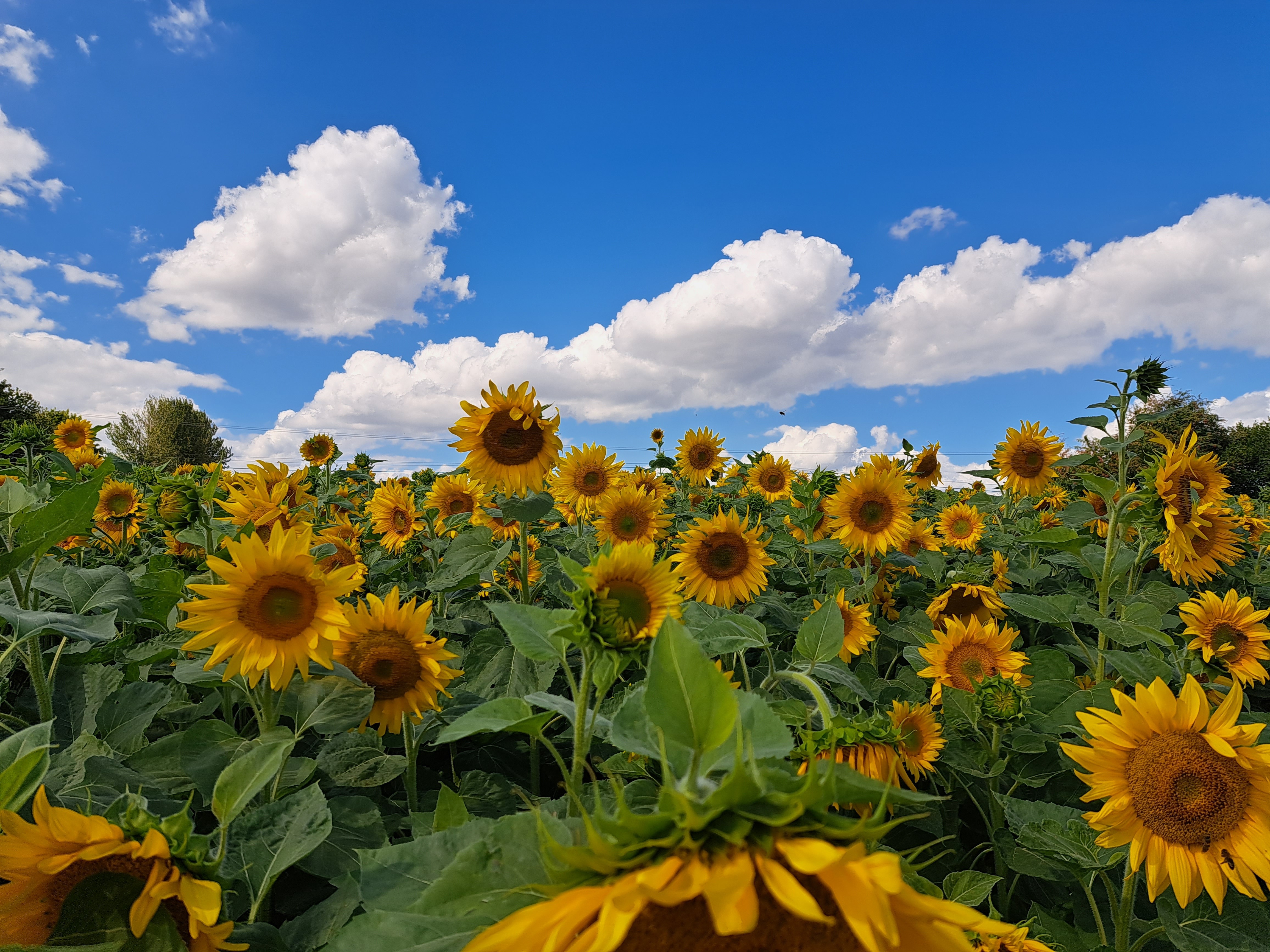 Close up view of a sunflower field with a vibrant blue sky and white clouds.