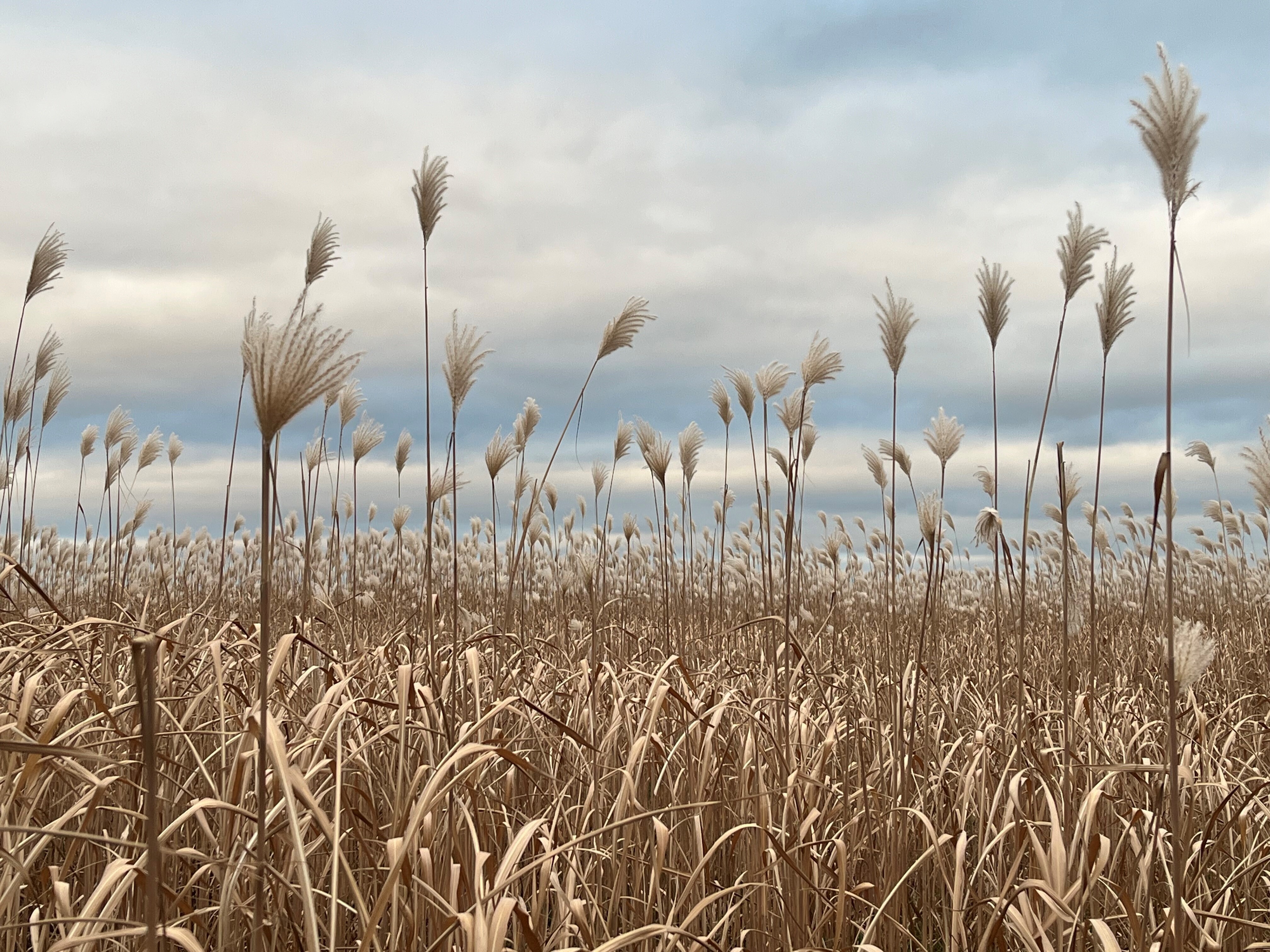 Close up of a crop field in autumn.