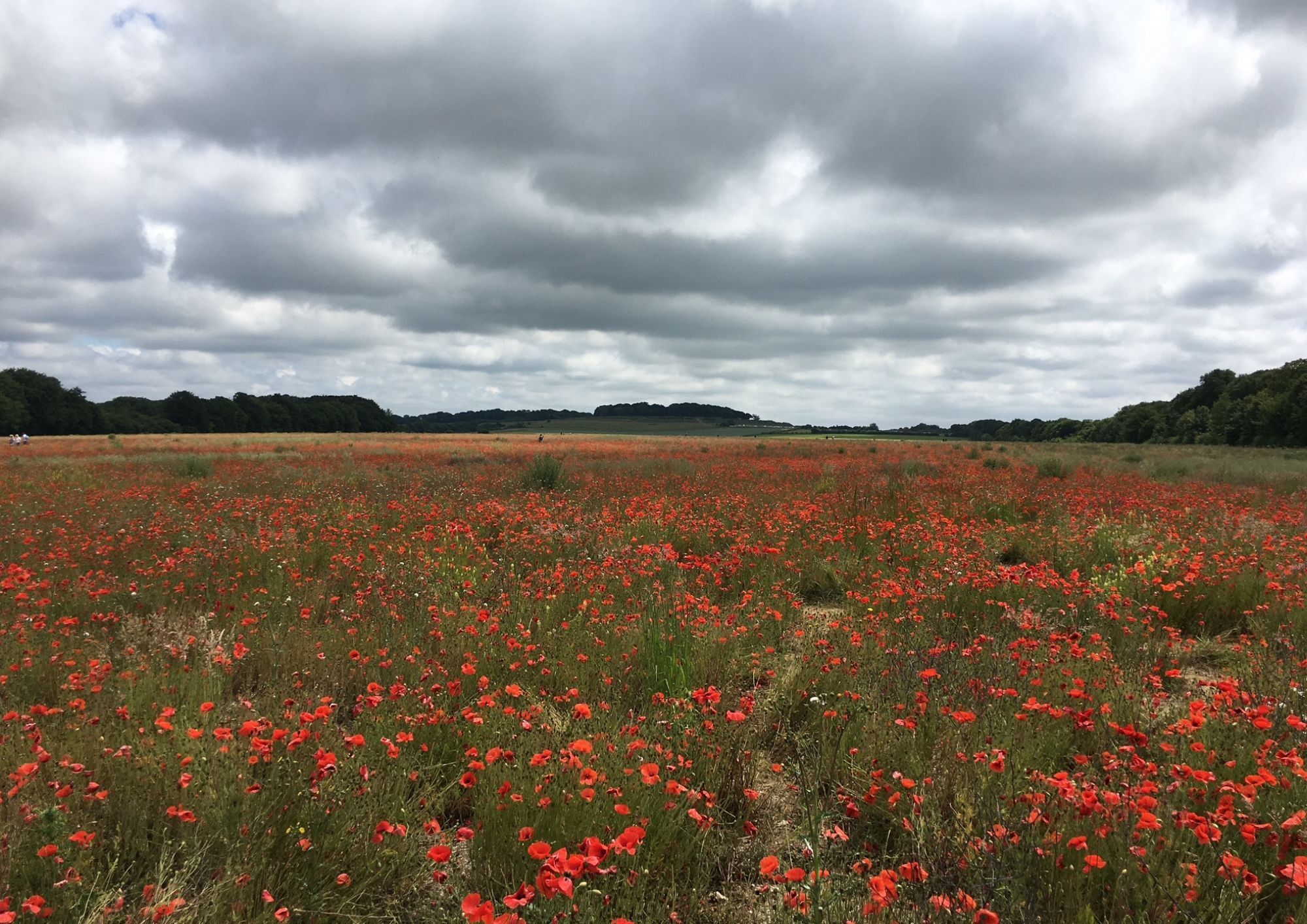 Colourful poppy fields.