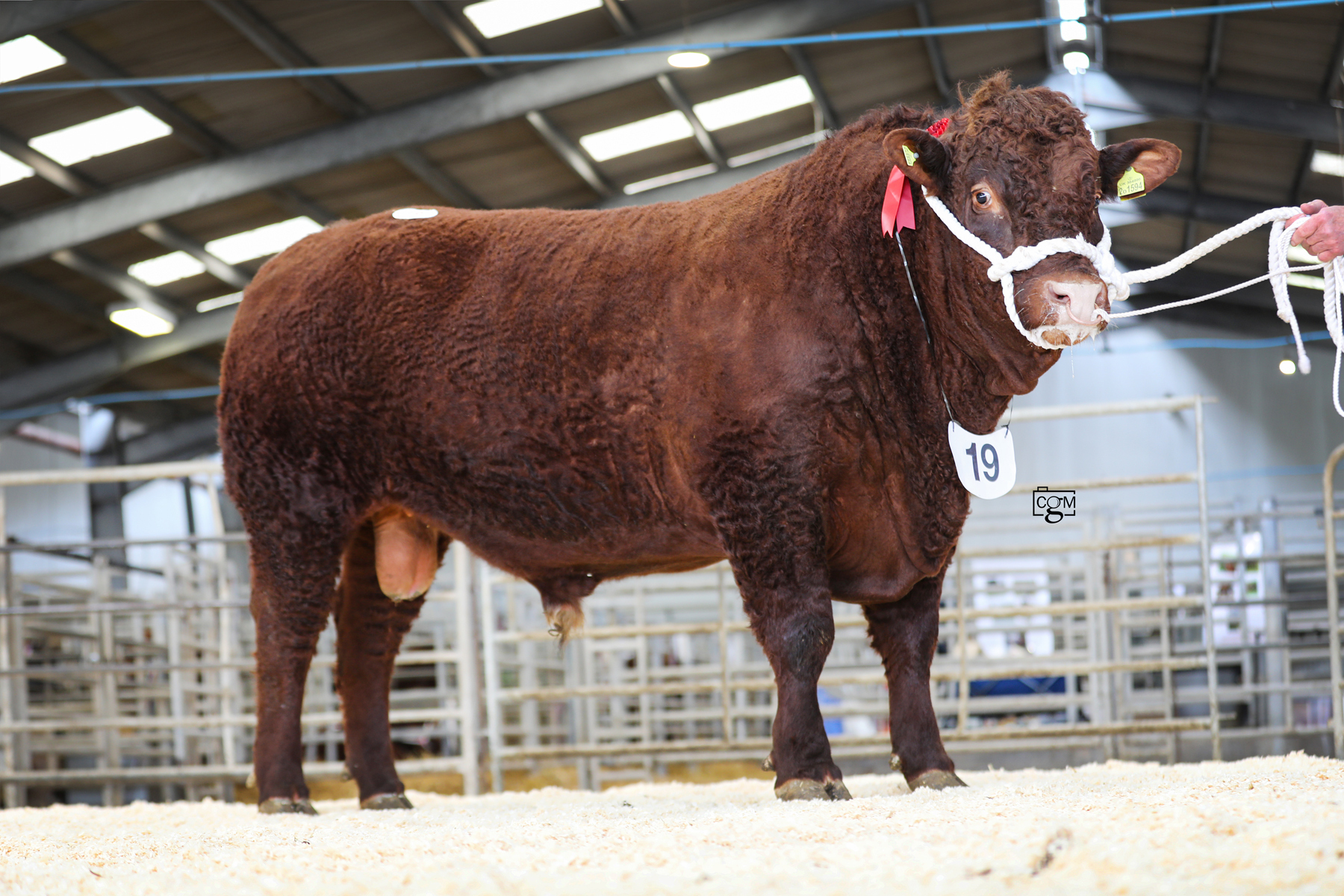 Cow for sale
