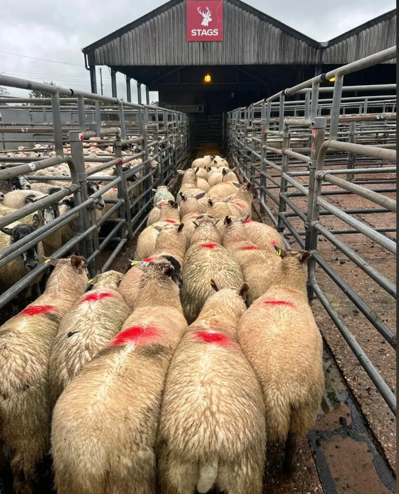 South Molton Market Report 5th June 2025