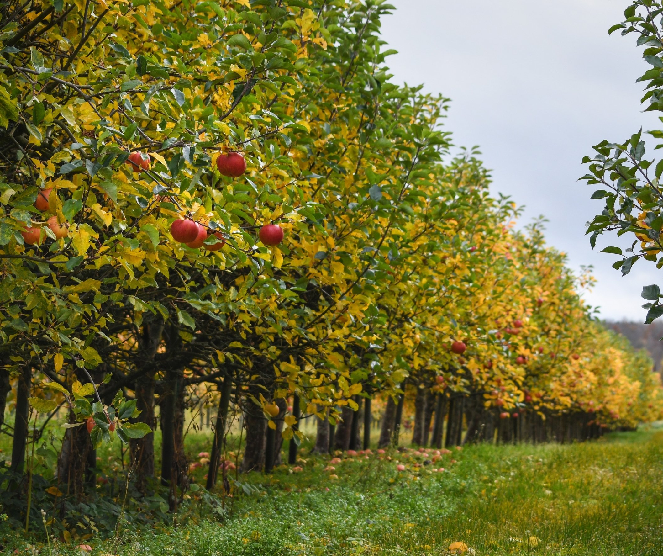 Autumnal orchard with apple trees