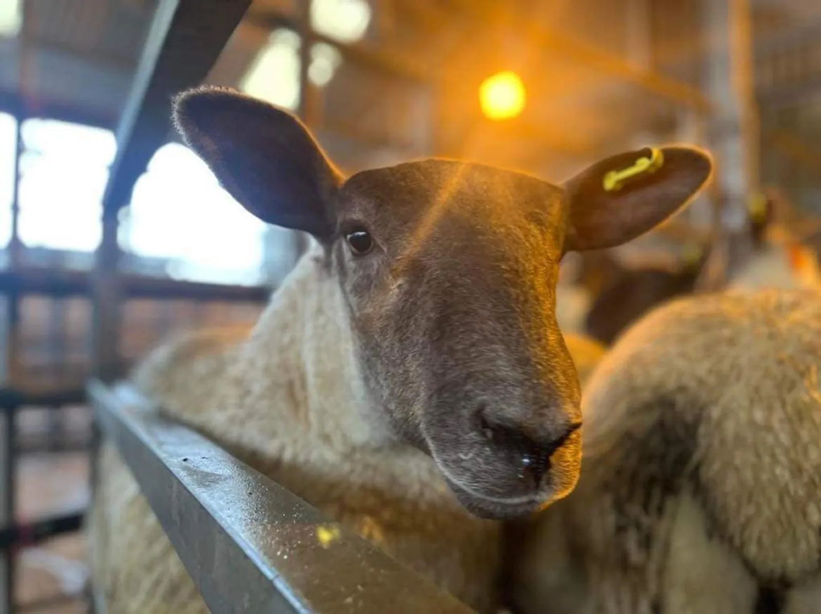 South Molton Market Report 30th December 2025