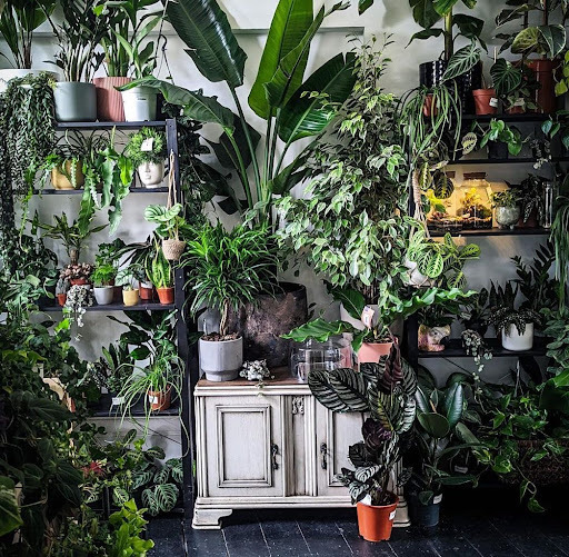 The Plant Point