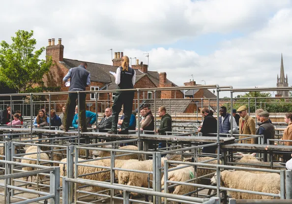 Livestock Auctions  Area