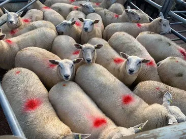 South Molton Market Report 16th July 2026