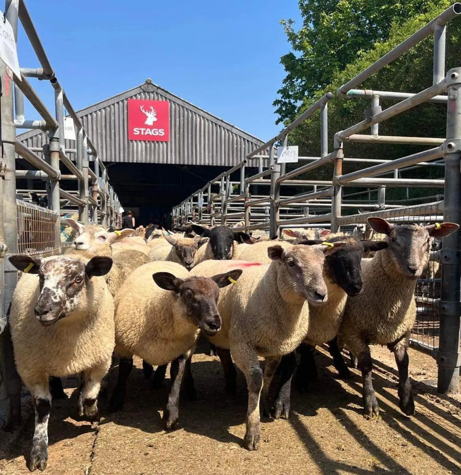 South Molton Market Report 6th August 2026