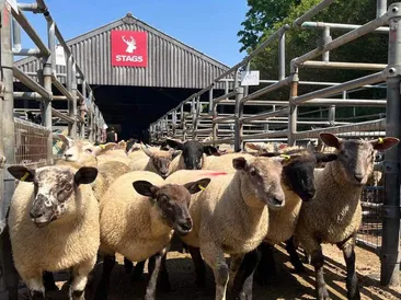 South Molton Market Report 6th August 2026