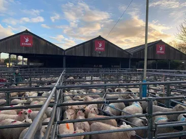 South Molton Market Report 20th August 2026