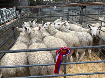 1st Season Show & Sale of Mule Ewe Lambs & Crossbred Mule Ewe Lambs 2026