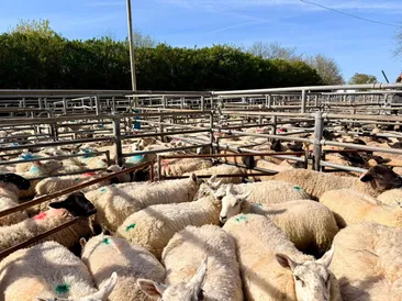 South Molton Market Report 3rd September 2026
