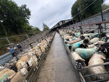 St John's Sheep Fair 2026