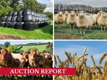 The South West August Fodder, Crop & Livestock Online Timed Auction Statistics