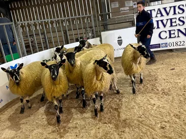 2nd Show and Sale of Mule Ewe Lamb 2026