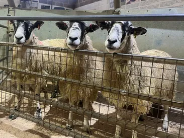 South Molton Market Report 01.10.26